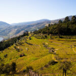 Los mejores viñedos y bodegas para visitar en Portugal