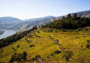 Los mejores viñedos y bodegas para visitar en Portugal